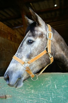 a close up of a horse's head photo
