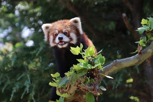 Adorable Endangered Mammal in Forest Habitat, Cute Panda Explores Bamboo and Red Panda Climbs Tree Enchanting red panda explores lush forest habitat, showcasing adorable wildlife. photo