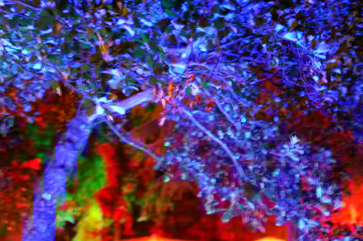 a tree with many leaves photo