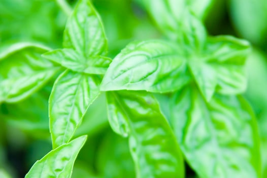 basil leaves in a garden photo