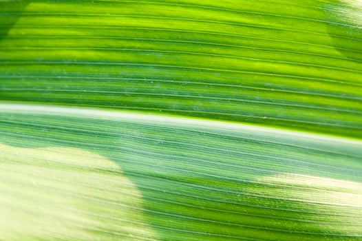 a close up of a green leaf with a sun shining through it photo