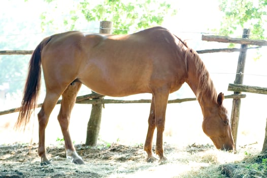 a close up of a horse's face photo