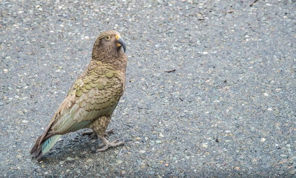 Kea the alpine parrot bird standing on the road along the way to Milford Sound in South Island of New Zealand. photo