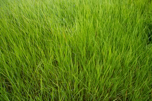 Close-up Green long grass pattern texture can be used as a natural background wallpaper photo