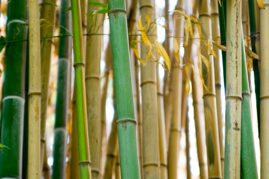 a close up of a bamboo tree with leaves photo