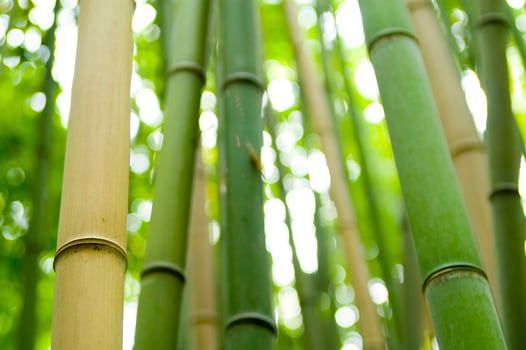 a close up of a bamboo tree with leaves photo