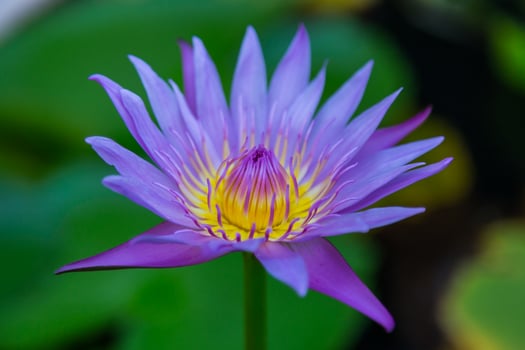 close up of Lotus Flower photo