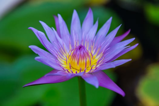 close up of Lotus Flower photo