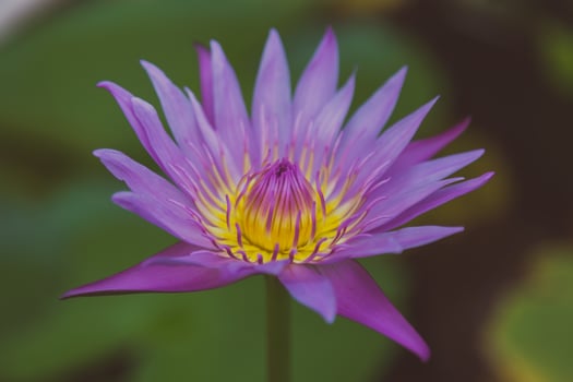 close up of Lotus Flower photo