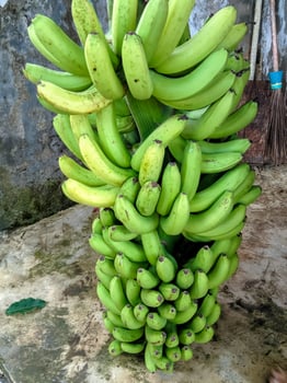 Fresh Cavendish bananas. Banana plantation harvest photo