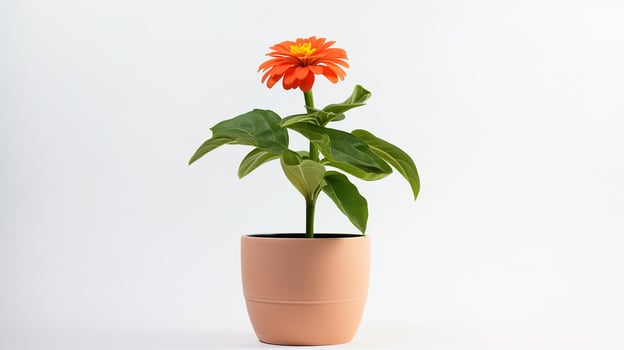 Photo of Zinnia flower in minimalist pot isolated on white background