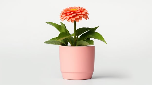 Photo of Zinnia flower in minimalist pot isolated on white background