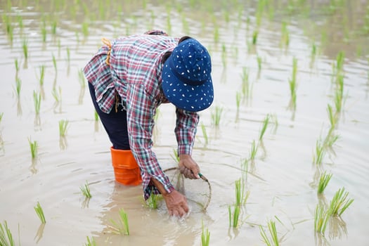 Asian woman farmer holds fishing net and creel to find freshwater algae Spirogyra sp. and fish at organic paddy field. Concept, rural agriculture lifestyle, earn living from nature. photo