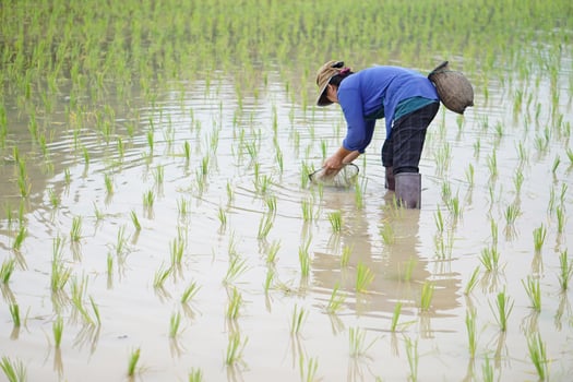 Asian woman farmer holds fishing net and creel to find freshwater algae Spirogyra sp. and fish at organic paddy field. Concept, rural agriculture lifestyle, earn living from nature. photo