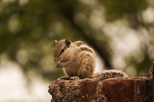 Cute eastern gray squirrel in india , closeup photo