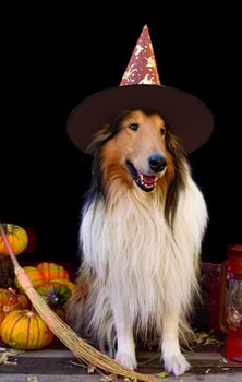 collie dog dressed for halloween with witch hat photo