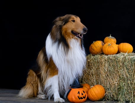 collie dog next to halloween decoration photo