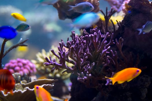 a close up of a bunch of plants in a tank photo