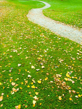 a green grass field with many leaves on it photo