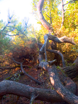 Details of a pine forest in the Mediterranean area photo