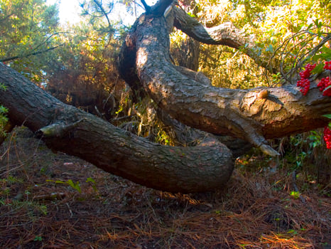 Details of a pine forest in the Mediterranean area photo