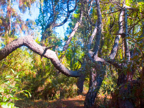 Details of a pine forest in the Mediterranean area photo