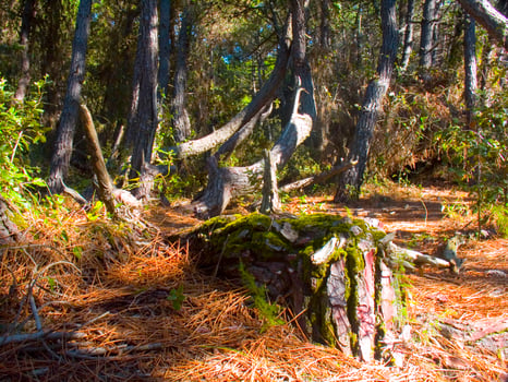 Details of a pine forest in the Mediterranean area photo