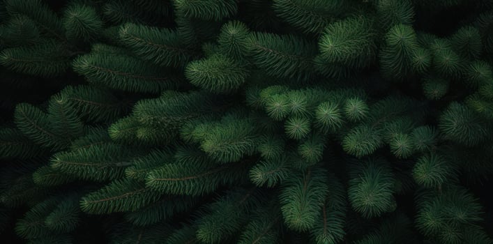 Green fir background photo
