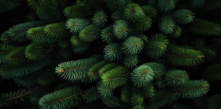 Green fir background photo