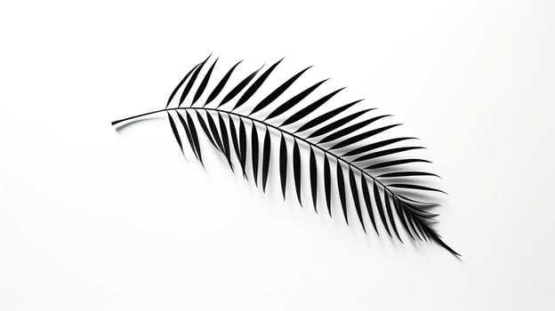 Palm leaves shadow on a white background photo