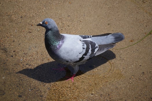 a pigeon standing on a wet ground photo