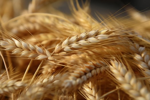barley image hd photo