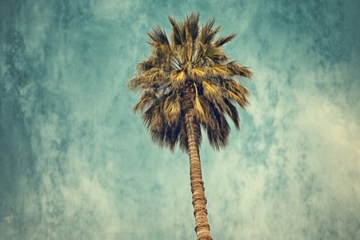 palm tree image hd photo