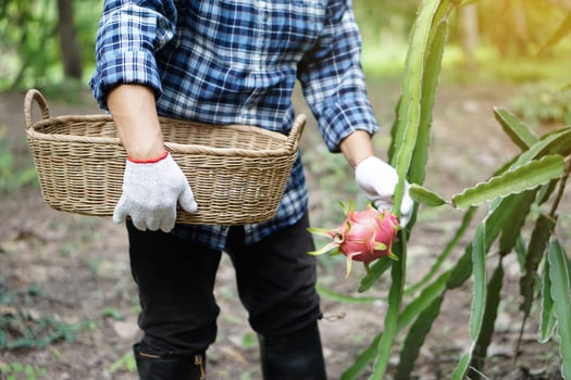 Close up farmer hands wears white gloves, picking, harvesting dragon fruits in garden. Concept, agriculture occupation. Thai farmer grow organic fruits for eating, sharing or selling in community. photo