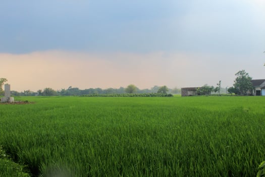 you can see a view of the rice fields with young and green rice plants. clear blue sky photo