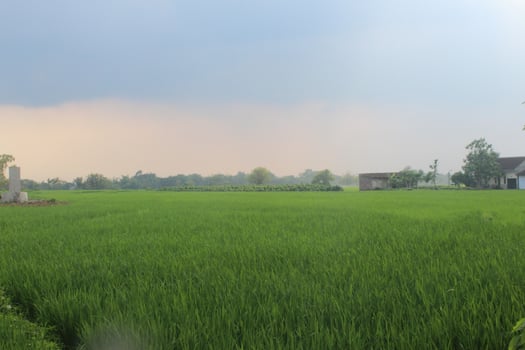 a view of the expanse of rice fields with a bright blue sky photo