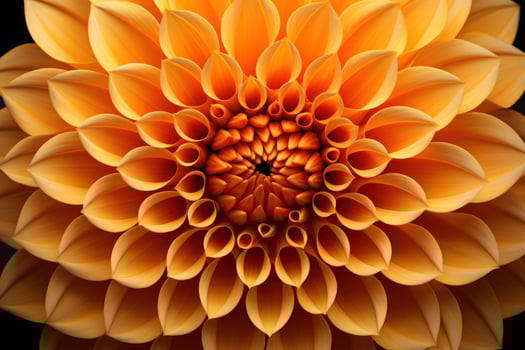 Yellow dahlia flower closeup background photo