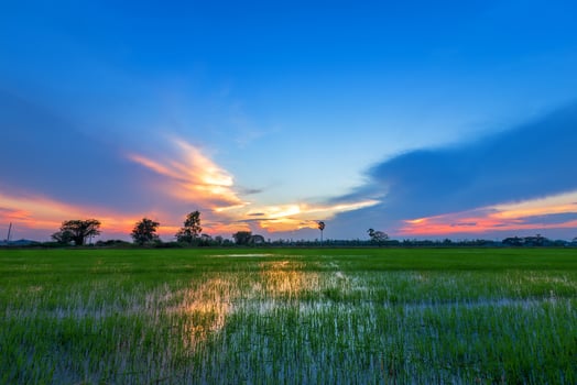 Beautiful green cornfield with sunset sky background. photo