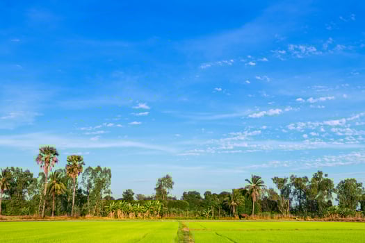 Beautiful green cornfield with fluffy clouds sky background. photo