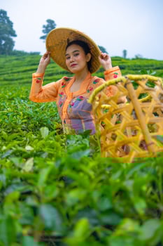 a tea picker posing among the tea gardens with a basket and a bamboo hat early photo