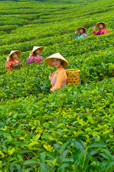 a group of tea pickers standing in the middle of a tea garden at work photo