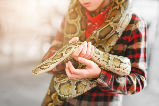 Close-up of boy's hands  volunteer showing a snake to a child and letting her touch the snake Holding a royal Ball python photo