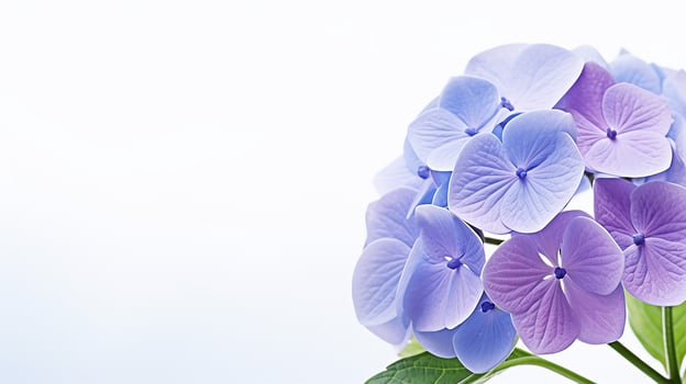 Photo of beautiful Hydrangea flower isolated on white background. Generative AI