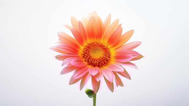 Photo of beautiful Sun Rose flower isolated on white background. Generative AI