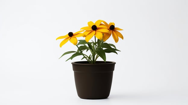 Photo of Black-Eyed Susan flower in pot isolated on white background. Generative AI