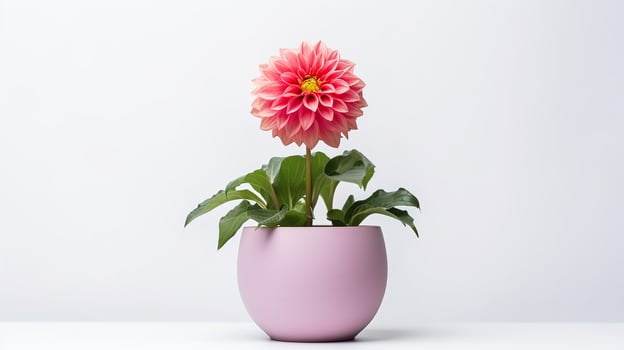Photo of Dahlia flower in pot isolated on white background. Generative AI