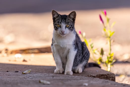 Small domestic cat photo