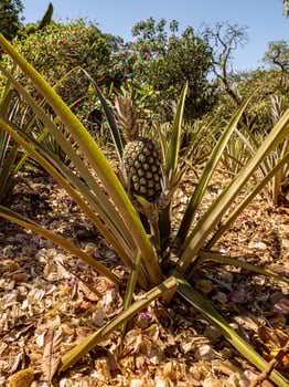 pineapple plant in plantation photo