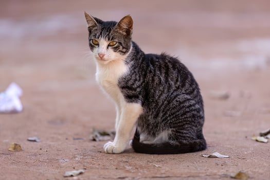 Small domestic cat photo