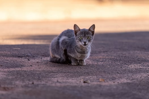 Small domestic cat photo